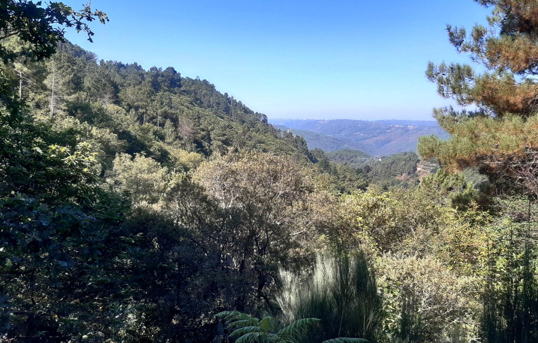 View over a wooded valley near Oliveira do Hospital, central Portugal
